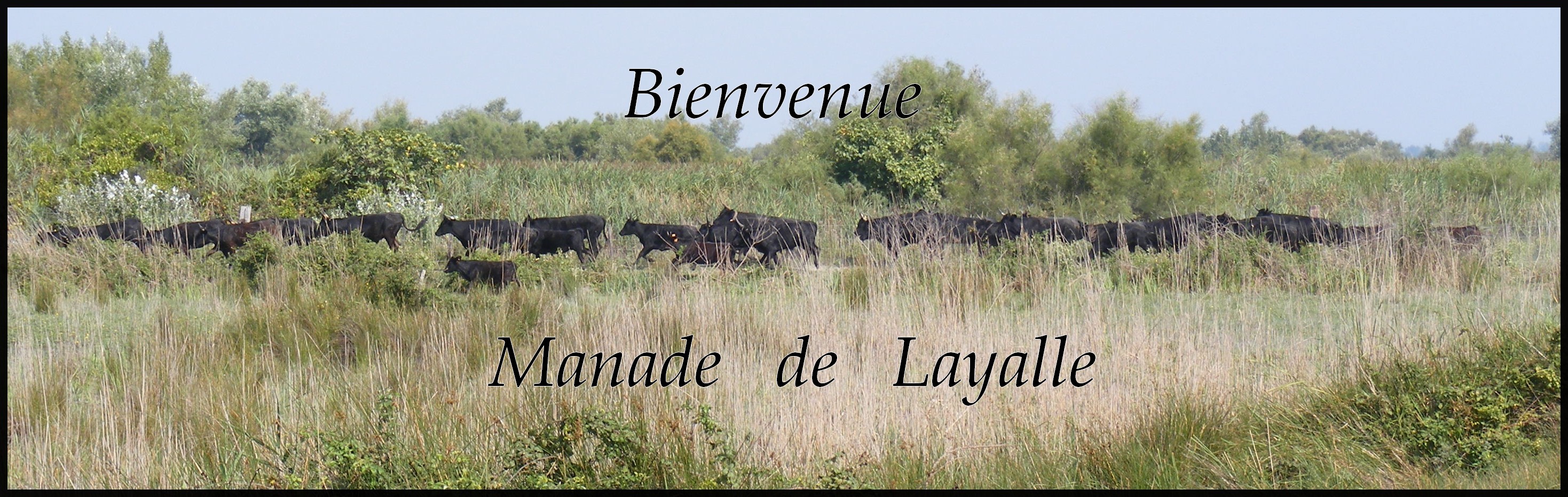 Site rencontre pau 64